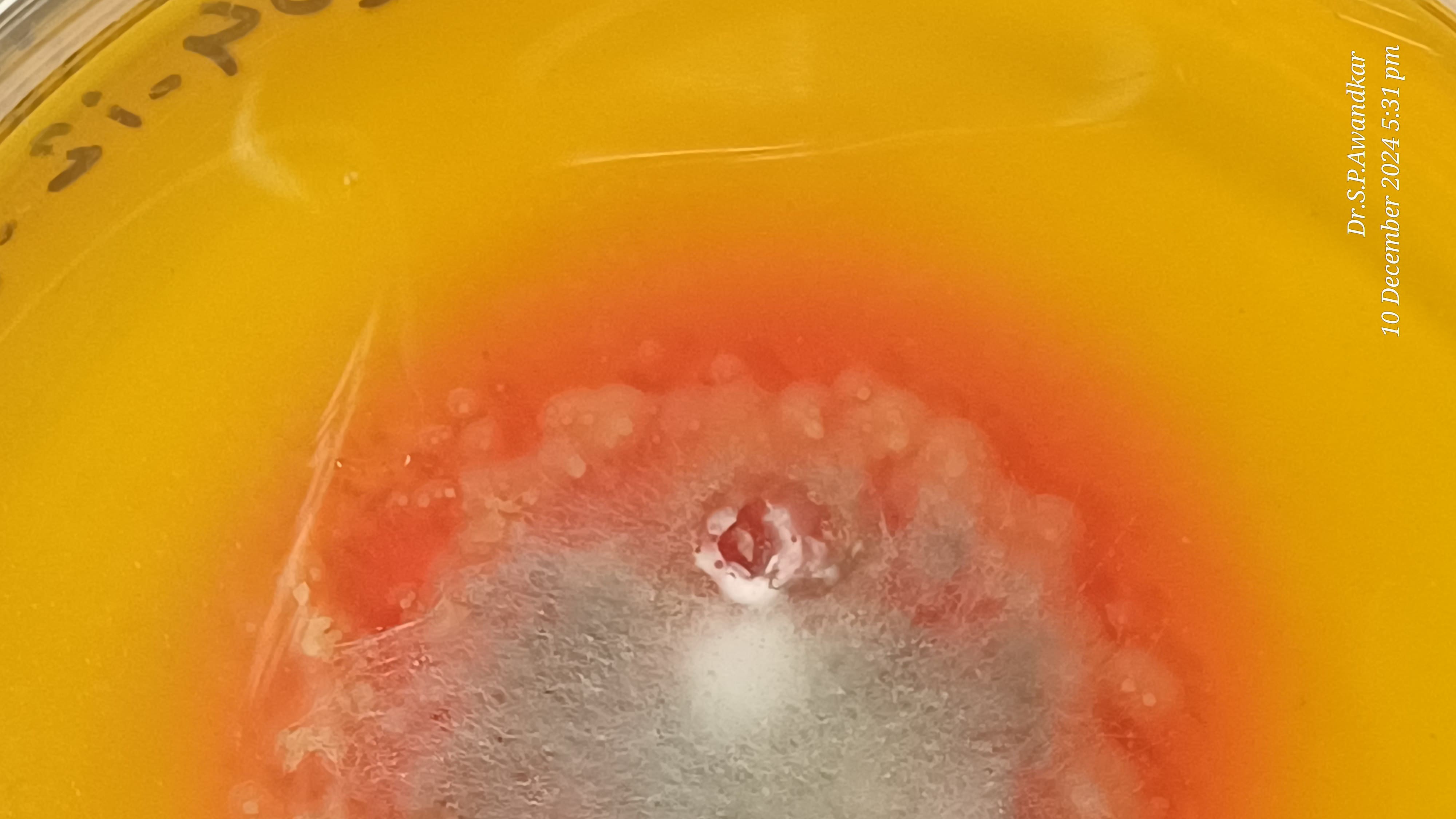 41. Basidiobolus Colony